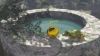 der Froschk&ouml;nig