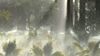 Im Wald 2